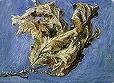 'Spay of dead oak leaves' by John Ruskin