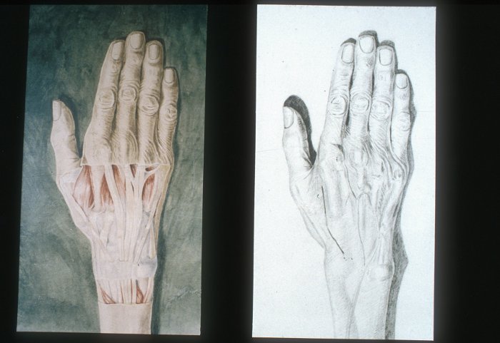 Drawing of a hand